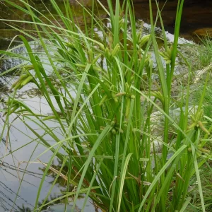 carex pseudocyperus hop sedge