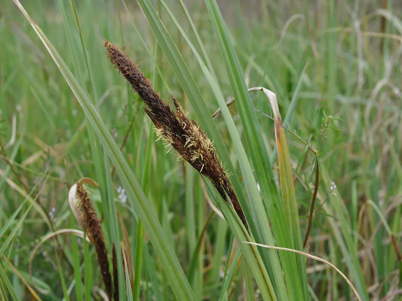 Carex riparia (Greater Pond Sedge)