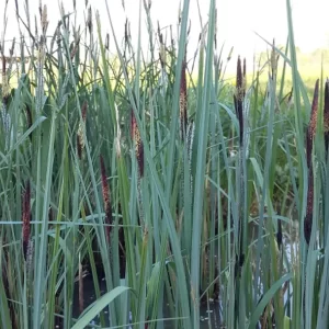 carex riparia greater pond sedge