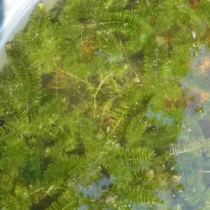 ceratophyllum demersum Coontail