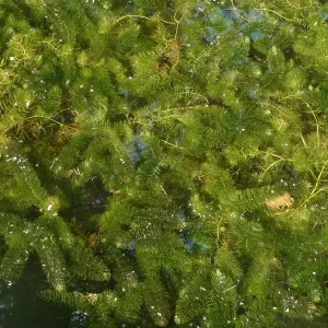 ceratophyllum demersum Coontail