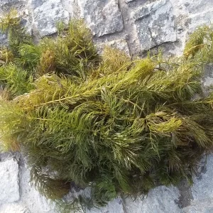 ceratophyllum demersum Coontail