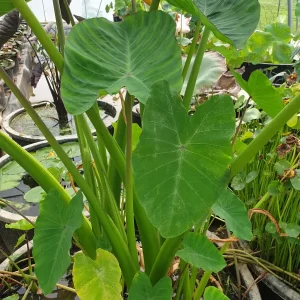 colocasia esculenta