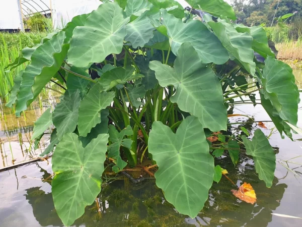 green taro elephant ears plant for ponds and garden Alocasia macrorrhiza 'Giant Taro' (elephant ear)