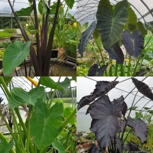 Colocasias