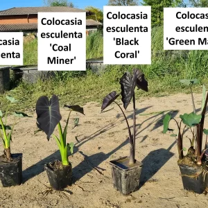 colocasias