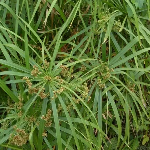 cyperus alternifolius Umbrella Sedge