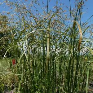 cyperus longus Sweet cyperus Sweet galingale