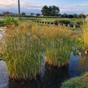 cyperus longus Sweet cyperus Sweet galingale