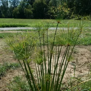 cyperus papyrus Paper Reed
