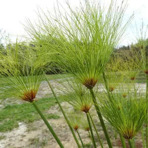 cyperus papyrus Paper Reed