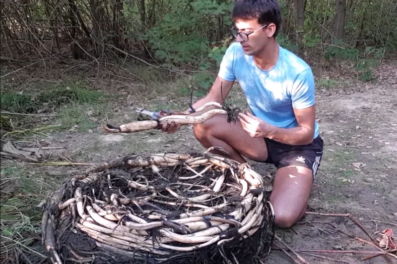 divide and repot lotus flowers