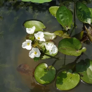 echinodorus cordifolius harbich Creeping burhead