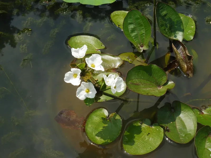Echinodorus cordifolius 'Harbich' (Creeping Burhead) - Aquatic Plants ...