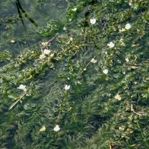 egeria densa large flowered waterweed