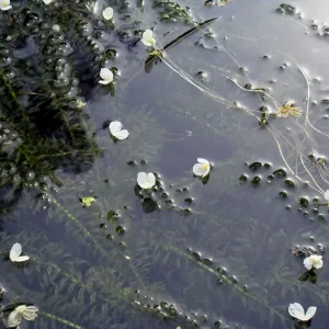 egeria densa large flowered waterweed