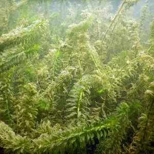 egeria densa large flowered waterweed