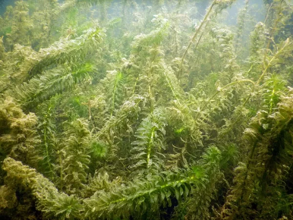 egeria densa large flowered waterweed