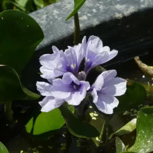 eichhornia azurea Anchored Water Hyacinth