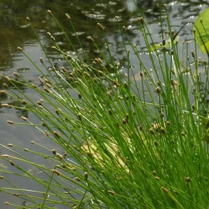 eleocharis obtusa blunt spikerush