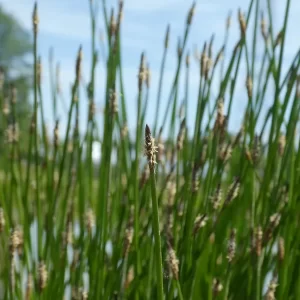 eleocharis palustris common spikerush