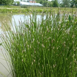 eleocharis palustris common spikerush