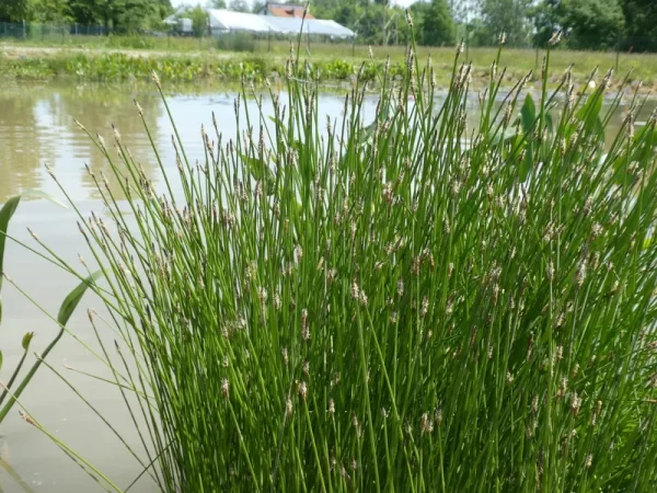 eleocharis palustris common spikerush