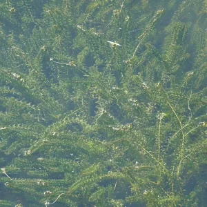 elodea canadensis Canadian pondweed