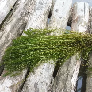 Elodea canadensis (Canadian Pondweed)