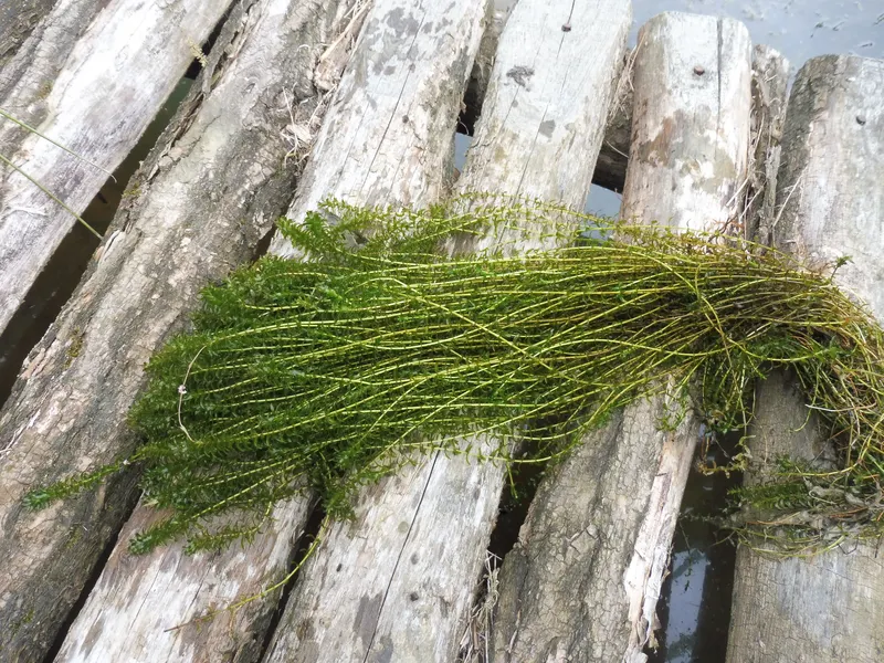 Elodea canadensis (Canadian Pondweed) Aquatic Plants Nursery