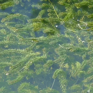 elodea canadensis Canadian pondweed