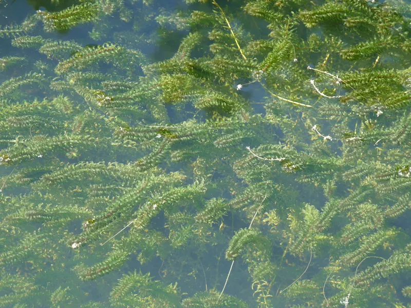 Elodea canadensis (Canadian Pondweed) Aquatic Plants Nursery