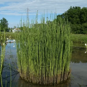 equisetum palustris marsh horsetail
