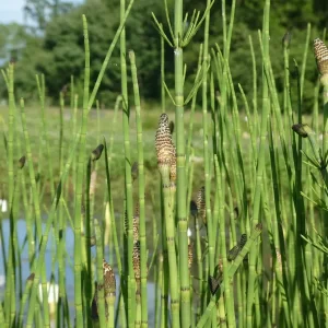 equisetum palustris marsh horsetail