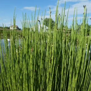 equisetum palustris marsh horsetail