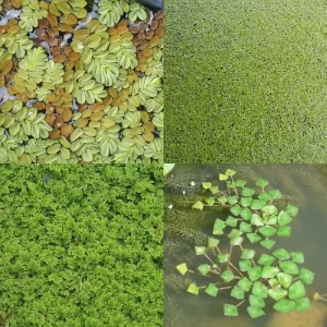 Floating plants