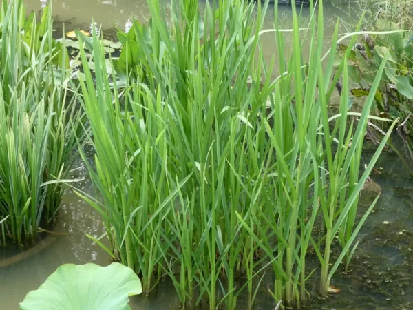 glyceria maxima reed mannagrass