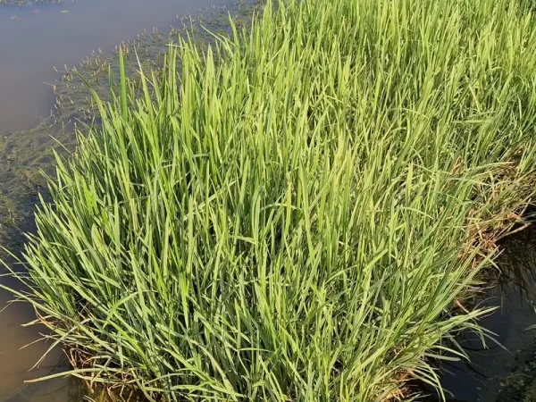 Glyceria maxima 'Variegata' (Variegated Manna Grass) - Aquatic Plants  Nursery