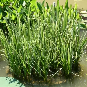 glyceria maxima variegata Variegated Manna Grass