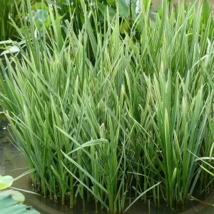 glyceria maxima variegata Variegated Manna Grass