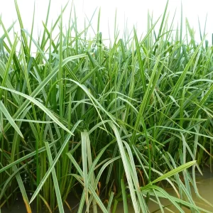 glyceria maxima variegata Variegated Manna Grass