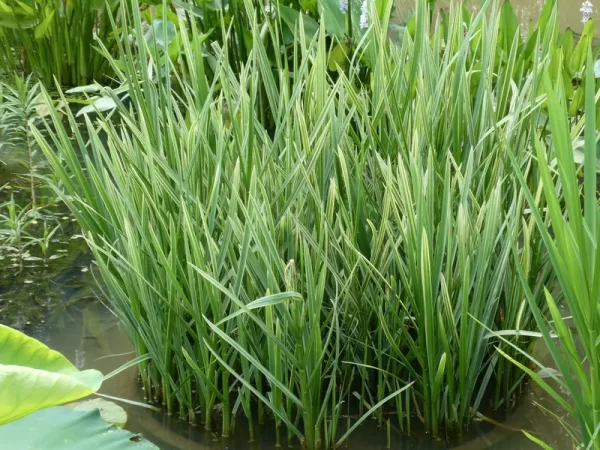 Glyceria maxima 'Variegata' (Variegated Manna Grass) - Aquatic Plants  Nursery