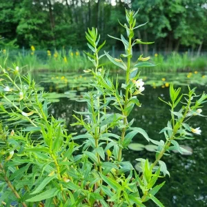 gratiola officinalis Common hedge hyssop