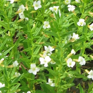 gratiola officinalis Common hedge hyssop