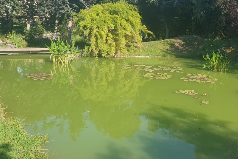 green water in the pond