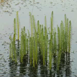 hippuris vulgaris Common mare's tail