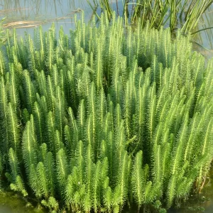 hippuris vulgaris Common mare's tail