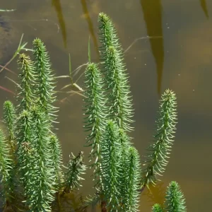 hippuris vulgaris Common mare's tail