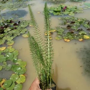 hippuris vulgaris Common mare's tail