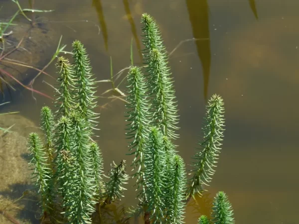 hippuris vulgaris Common mare's tail